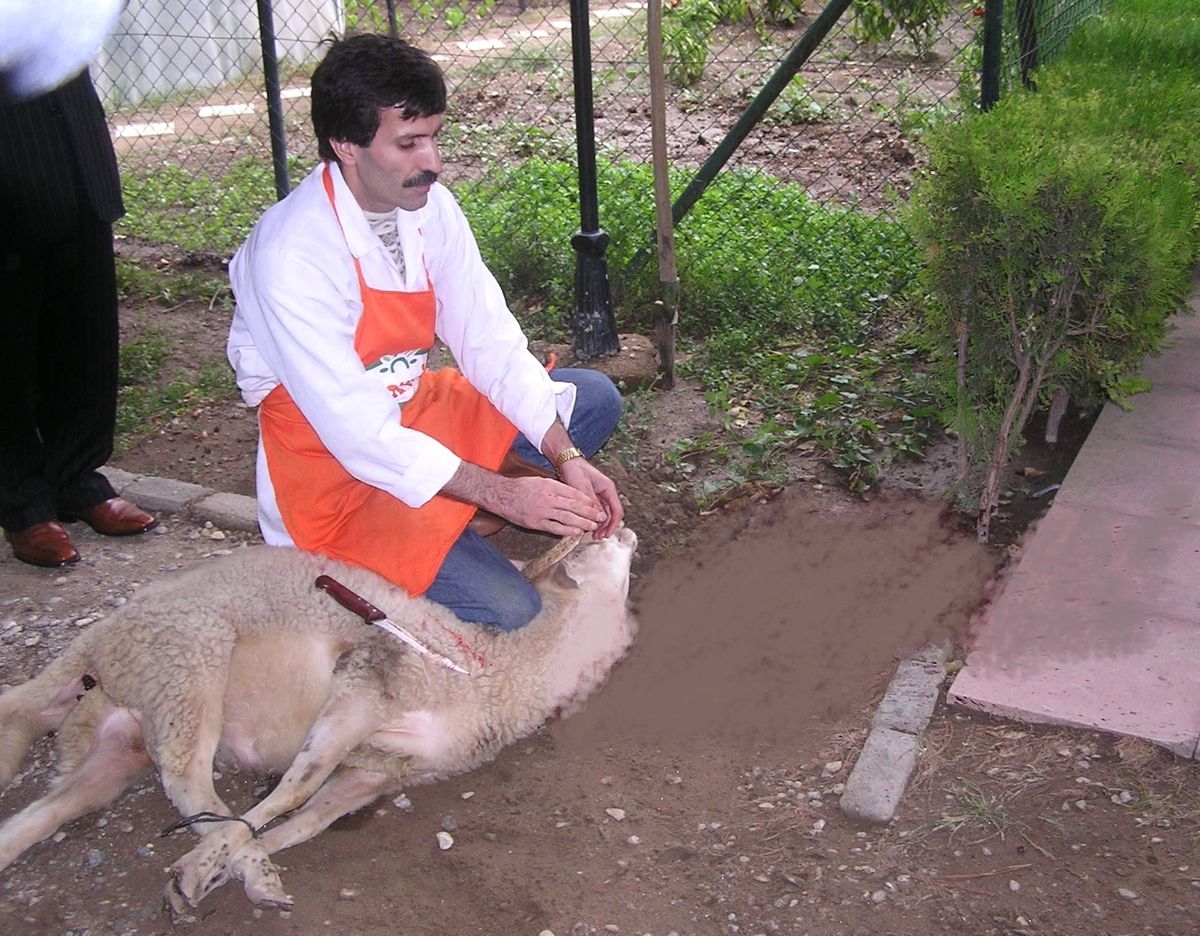 Kurban Kesimleri Bilinçli Yapılmalı