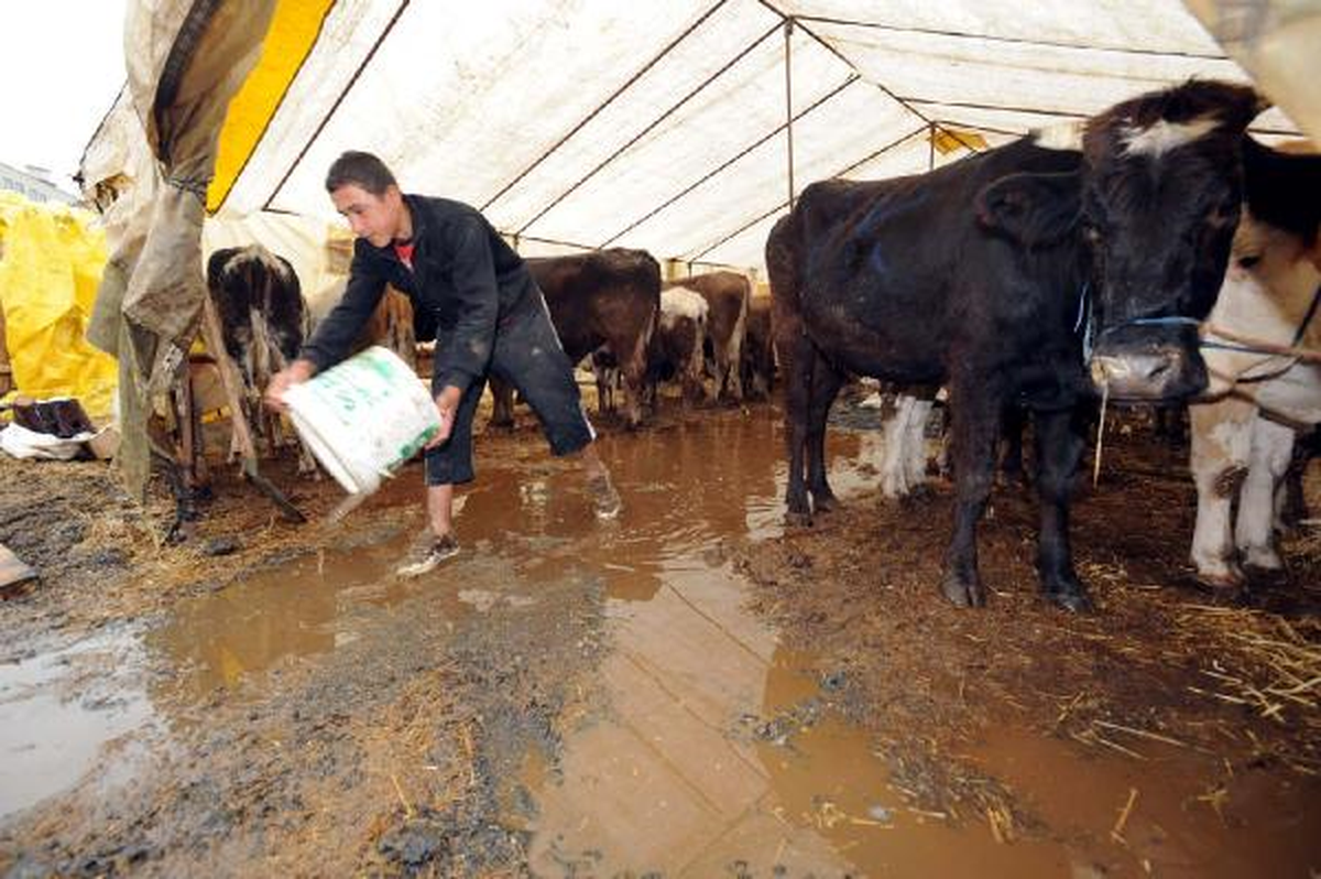 Kurbanlıklar Sağanak Yagışla Su İçerisinde Kaldı