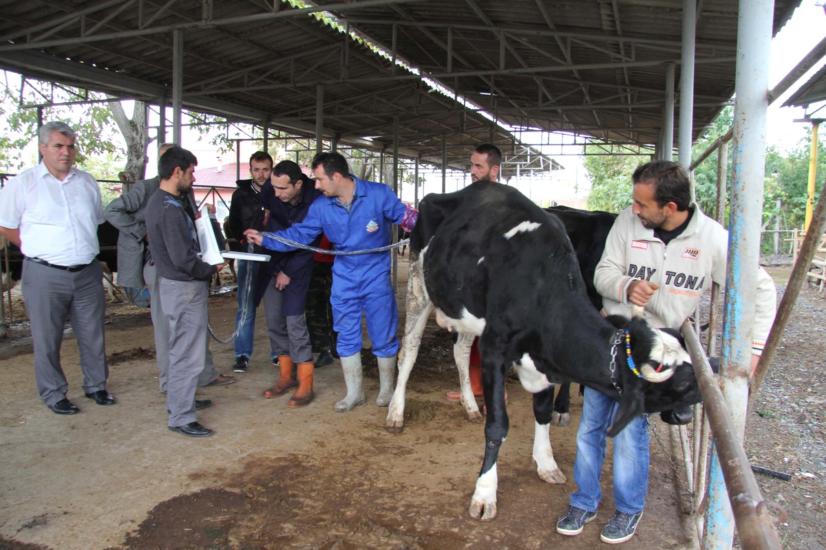 Kurbanlıklara Ultrasonla Gebelik Kontrolü