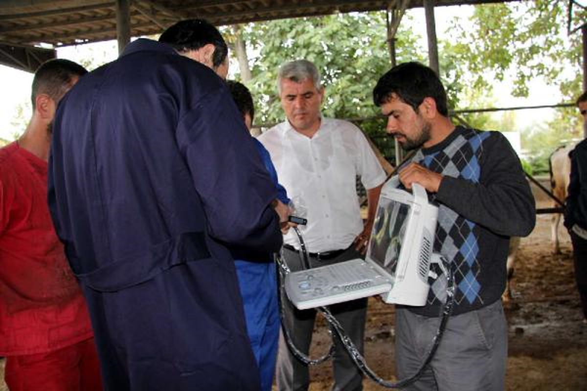 Kurbanlıklara Ultrasonlu Gebelik Testi