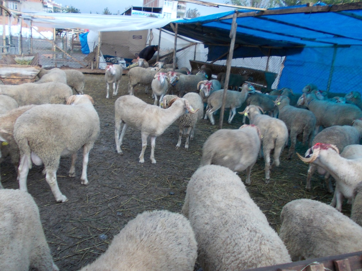 Sahil Kasabaları Kurbanlık İçin Yazlıkçıyı Bekliyor