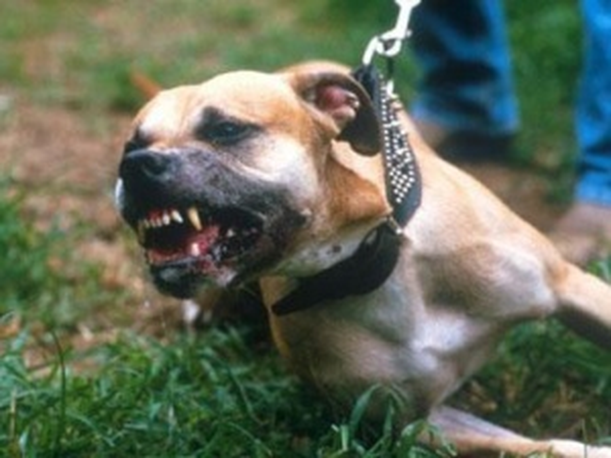 Üsküdar\'da Köpek Dehşeti