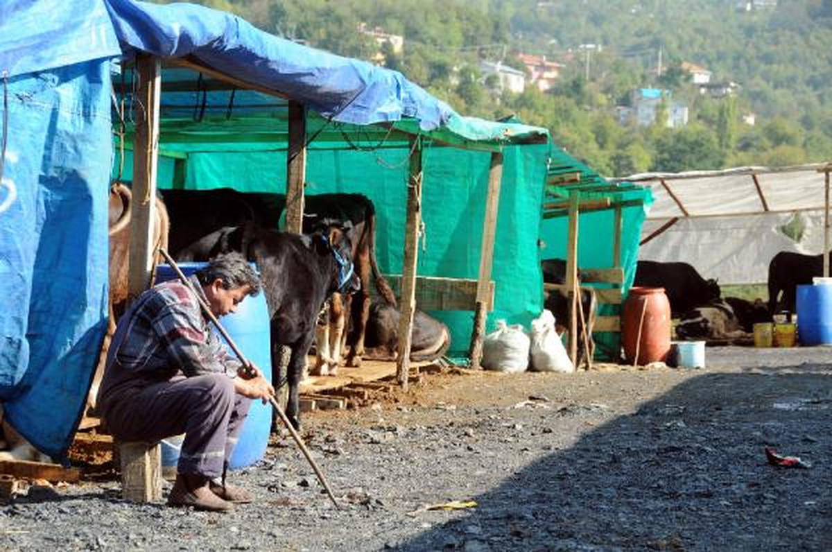 Zonguldak\'ta Kurbanlıklara İlgi Yok