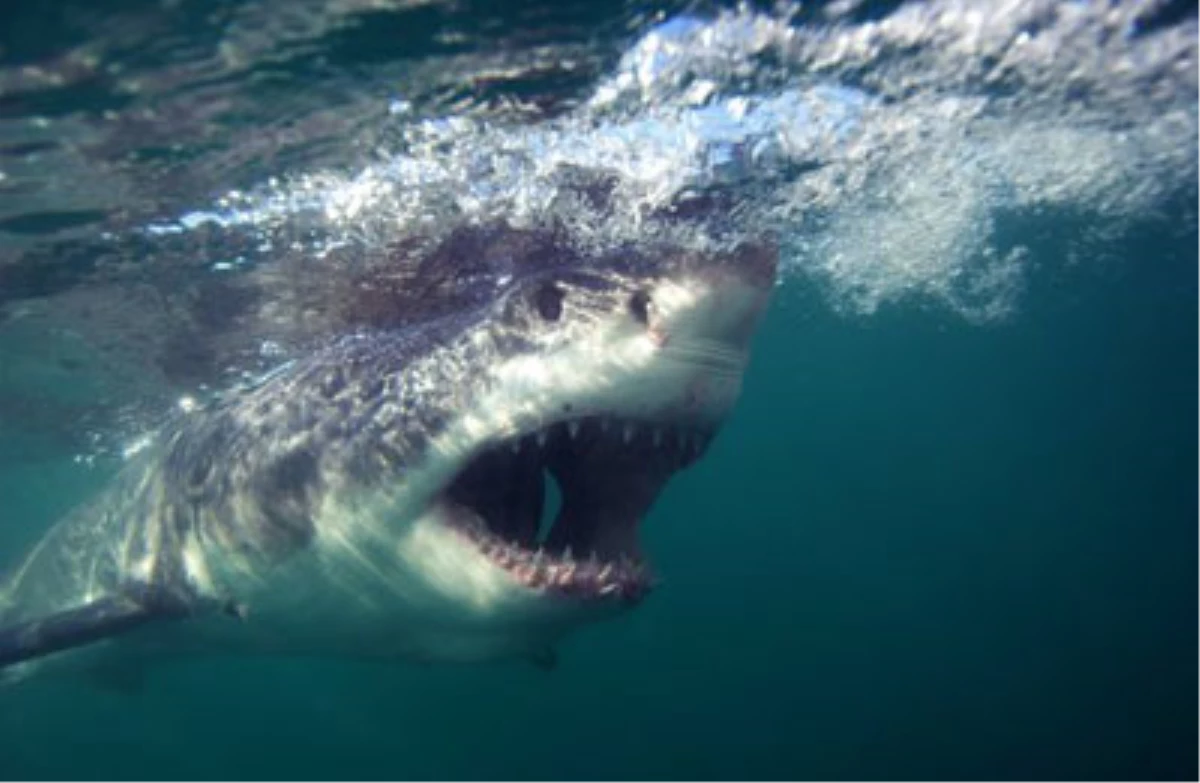 ABD\'de Köpek Balığı Saldırısı