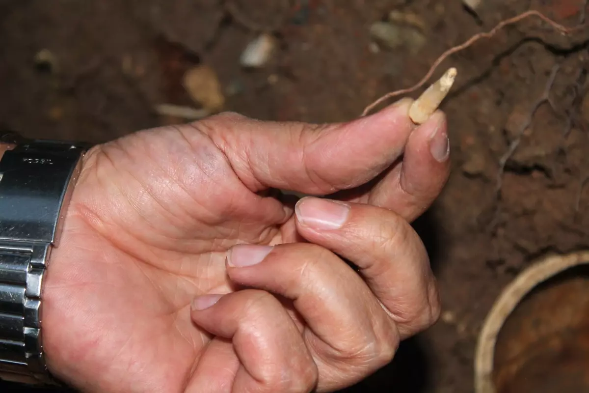 Ahi Evran Camii Yanında İnsan Kemikleri Bulundu