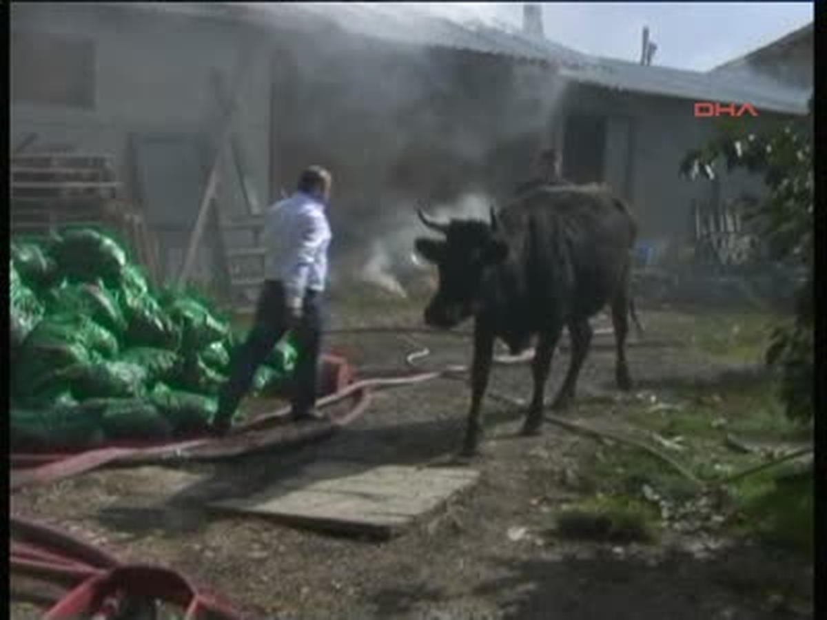 Bolu Yanan Ahırdan Hayvanlar Kurtarıldı Yanan Ahırdan Hayvanlar Kurtarıldı