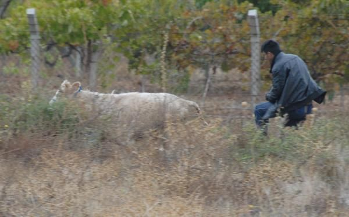 Denizli\'de Kaçan Kurbanlık Dana Zorlukla Yakalandı