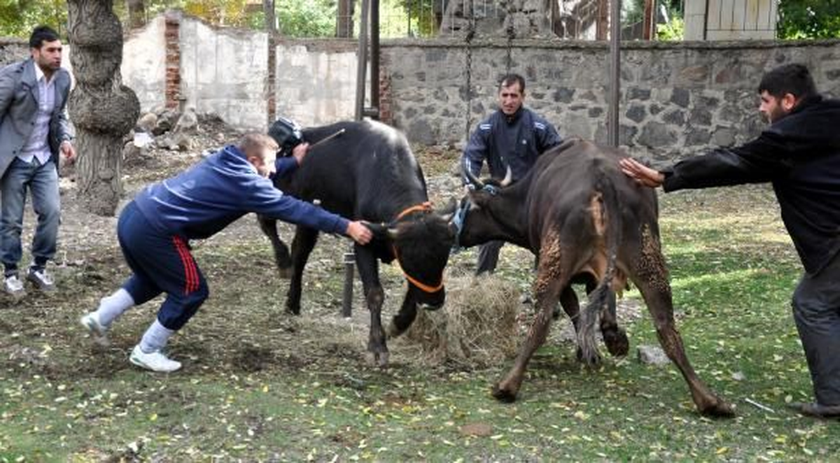 Erzurum\'da Kaçan İki Kurbanlık Ortalığı Birbirine Kattıek2