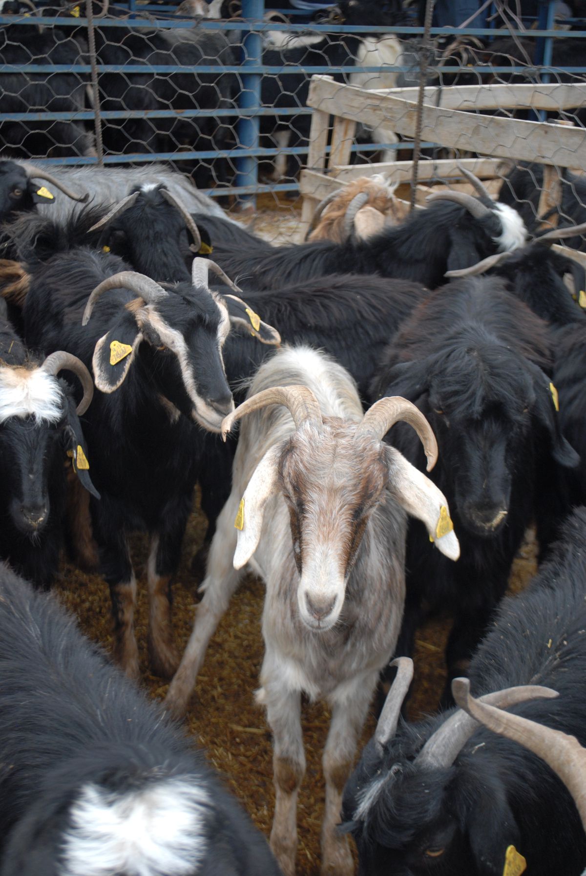 Hayvan Pazarı Arefe Günü Canlandı