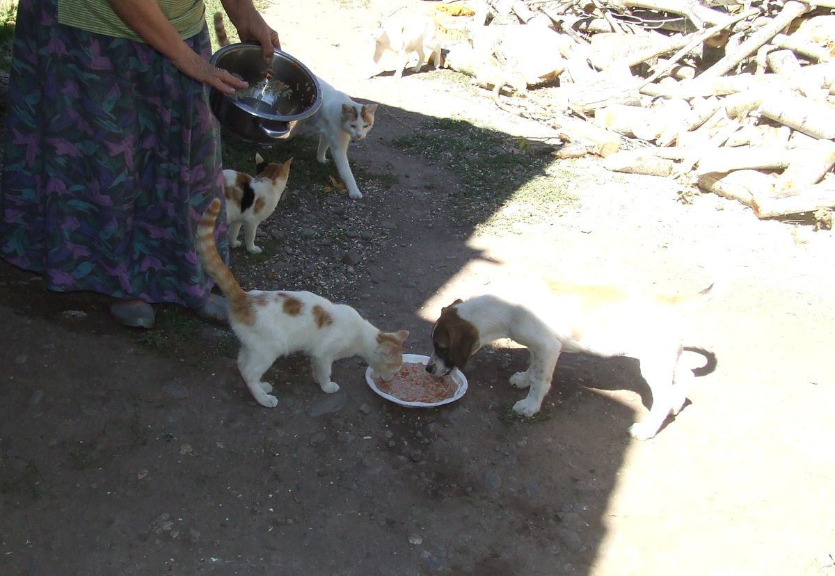 Kedi Köpek Dostluğu