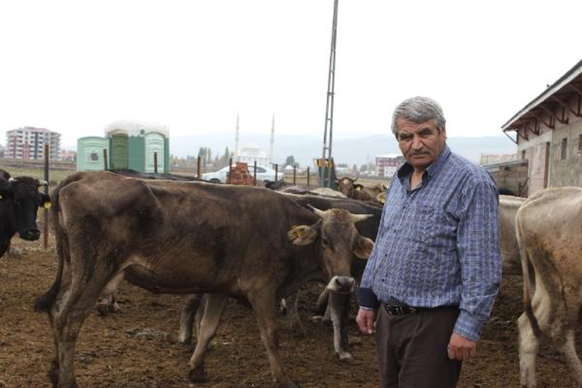 Kurban Bayramı Öncesi \'İnekler Kesilmesin\' Kampanyası