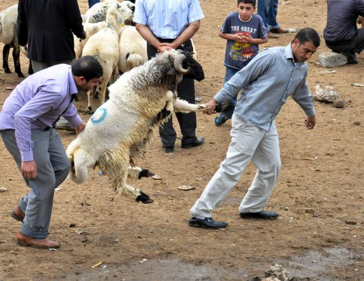 Kurban Pazarları Haraketlendi