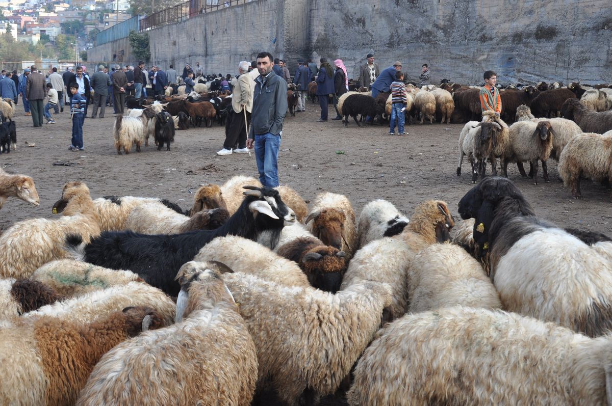 (Özel Haber) Siirt\'te Kurbanlıklar Elde Kaldı