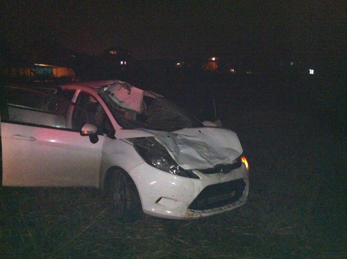 Sahibinden Kaçan Kurbanlık, Otomobile Çarptı: 2 Yaralı