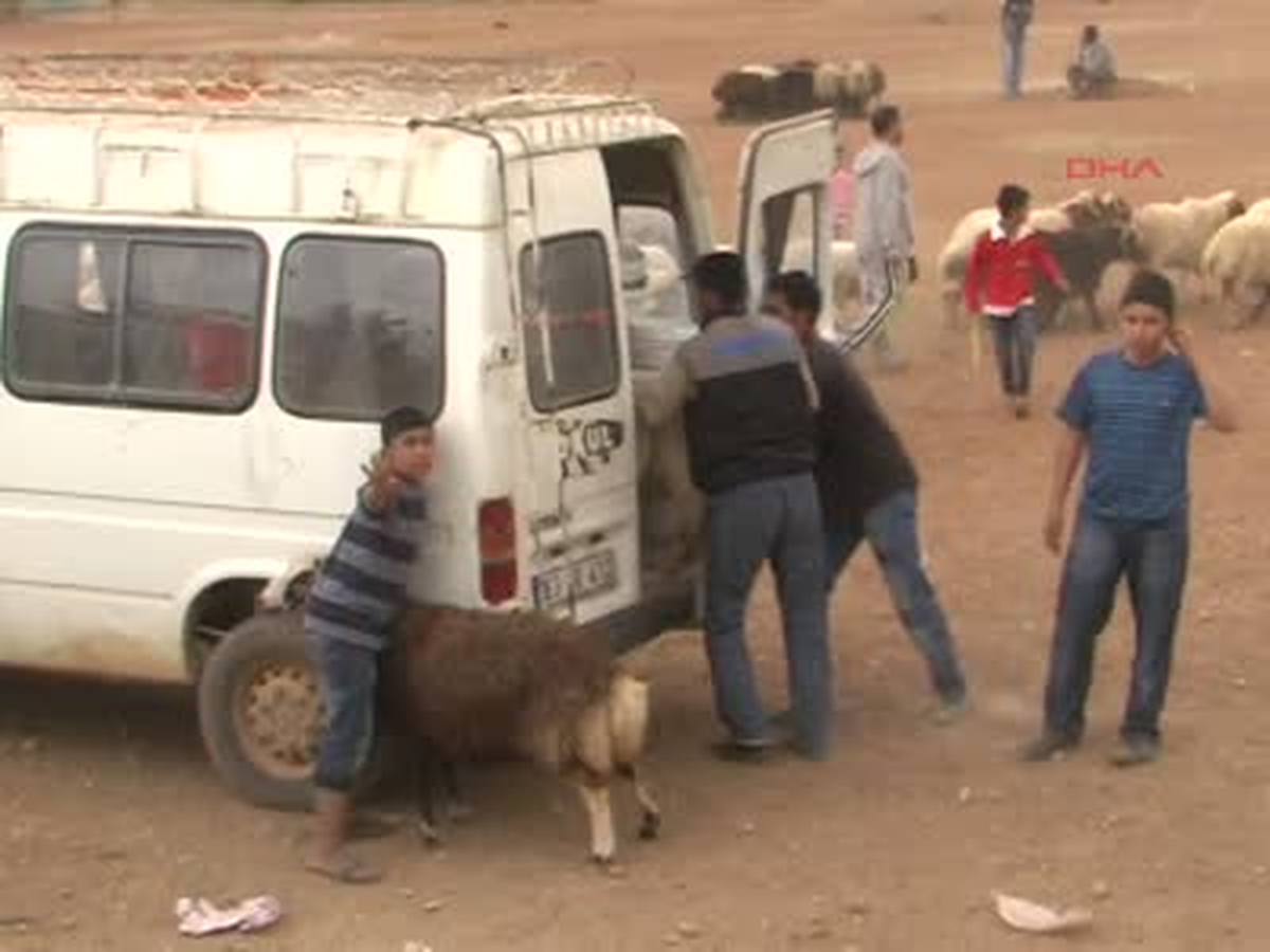 Şanlıurfa Kurban Pazarları Hareketlendi Kurban Pazarları Haraketlendi