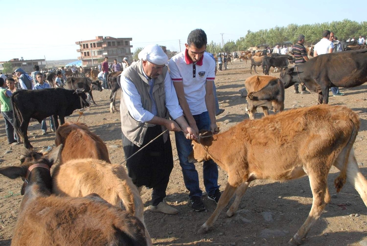 Şanlıurfa2 Kurban Pazarları Haraketlendi
