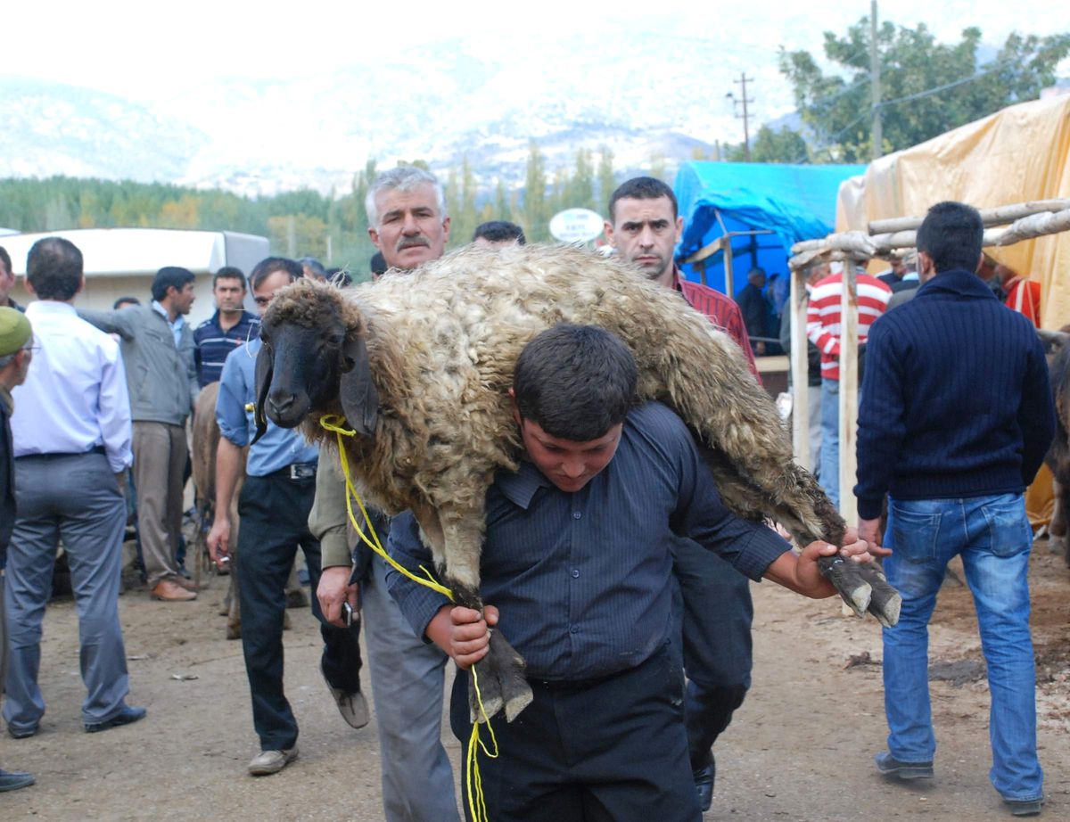 Tokat\'ta Kurbanlık Manzaraları