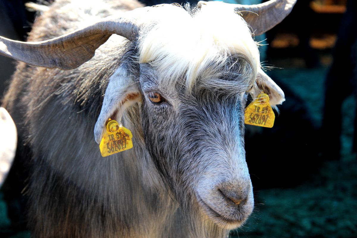 Ucuz Suriye Koyunu Yerli Üreticiyi Vurdu