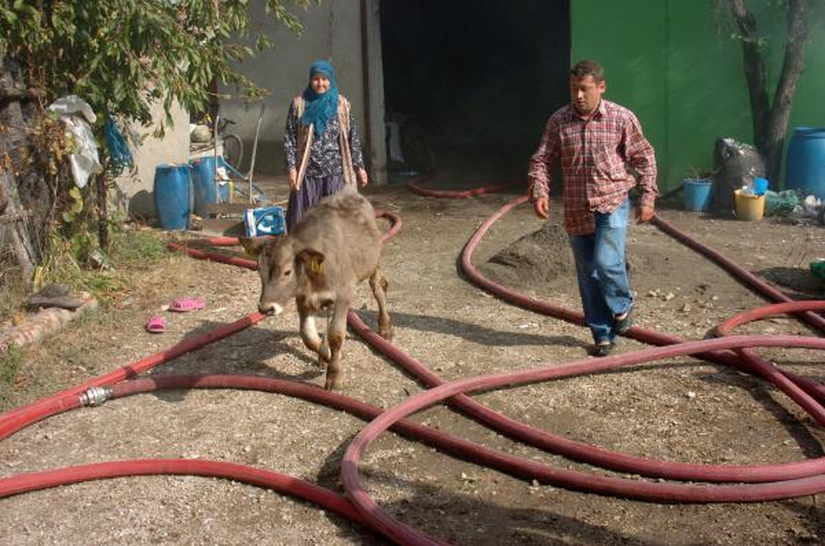Yanan Ahırdan Hayvanlar Kurtarıldı