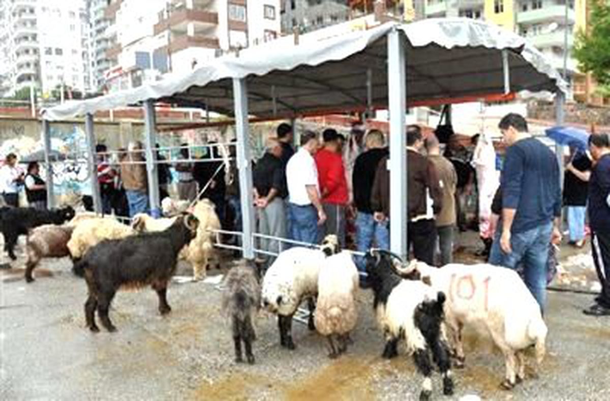 Adana\'da Yağmur Altında Kurban Kesimi (2)