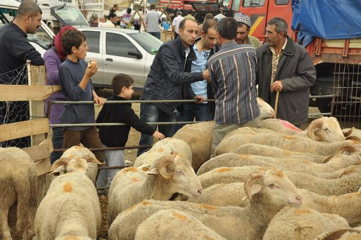 Bayramın İlk Günü 400 Liraya Seçmece Kurbanlık