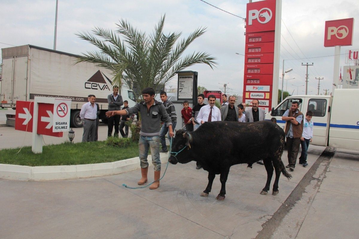 Bursa\'da Kaçan Boğalar Uyuşturucu İğneyle Yakalandı