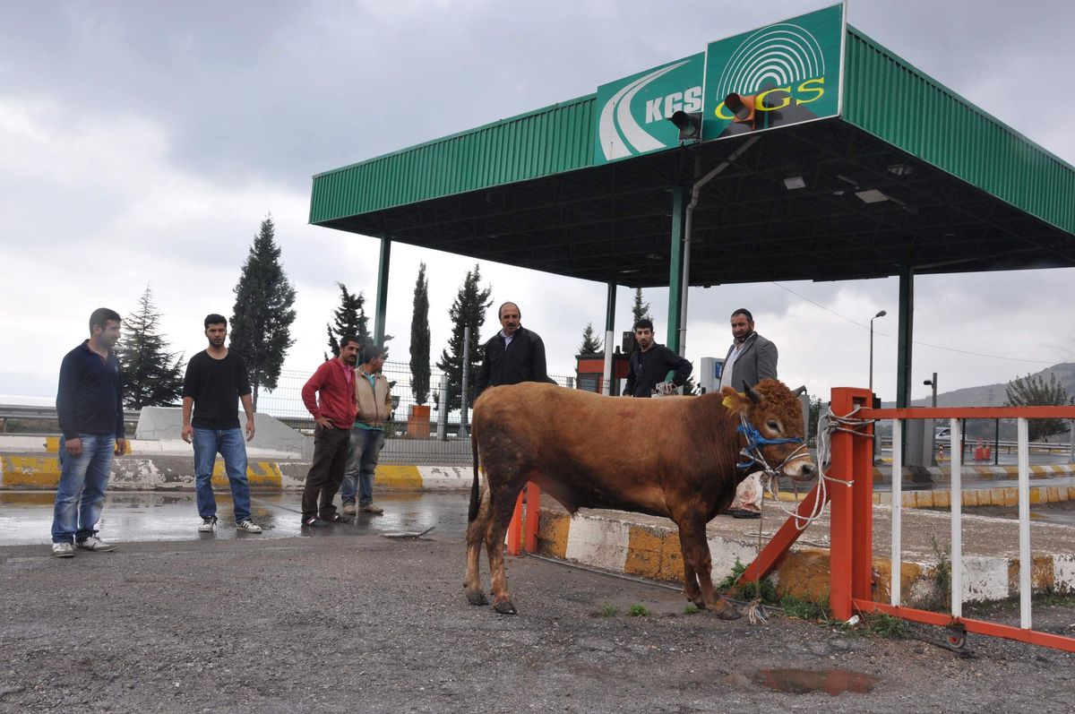 Çılgın Boğa