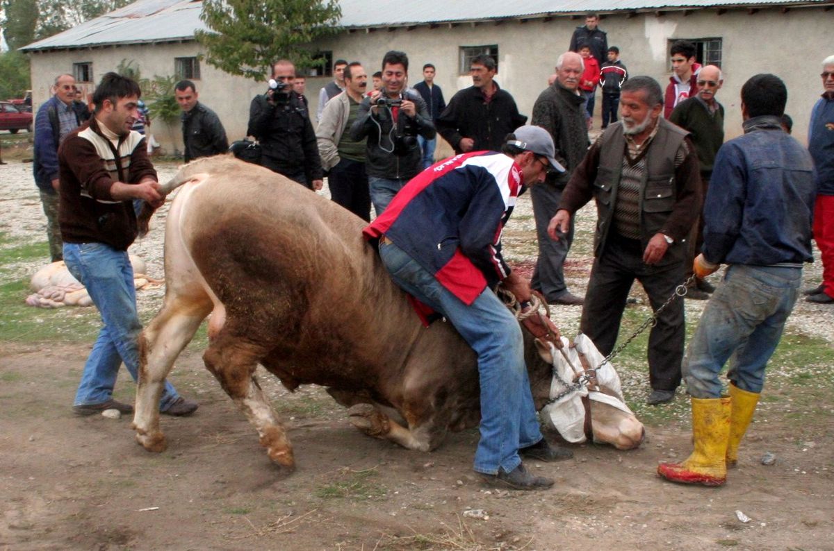 Erzincan\'da Kurban Manzaraları