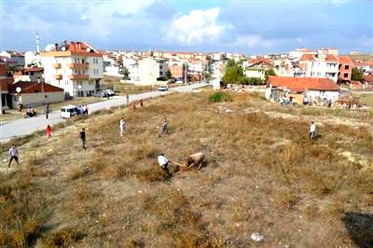İnegöl\'de Kaçan Boğayı Pompalı Tüfekle Vurdular