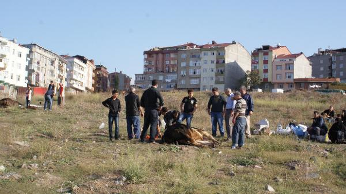 İstanbul\'da Kurban Kesimi (1)