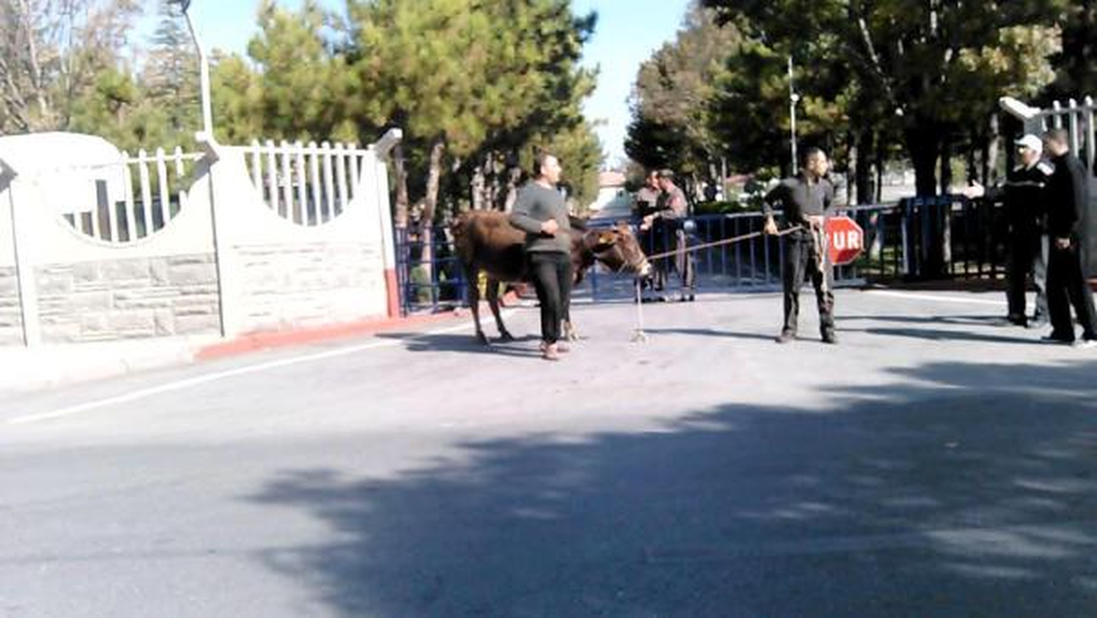 Kaçan Boğa, Askeri Bölgede Yakalandı