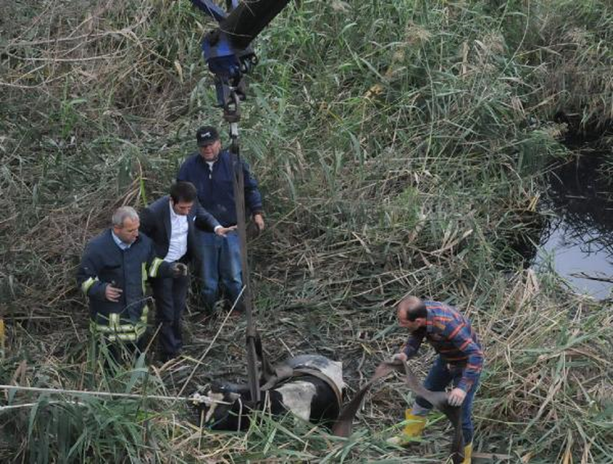 Kaçan Boğa, Düştüğü Dereden Vinçle Çıkarıldı