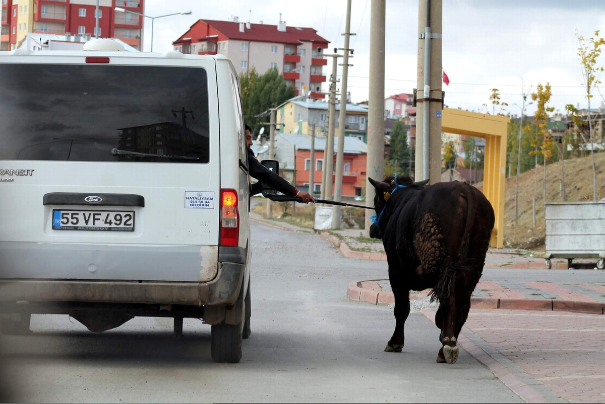 Kaçan Boğa Zor Anlar Yaşattı