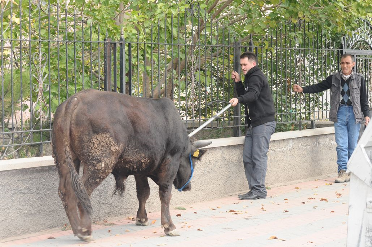 Kaçan İki Boğa, Sahiplerine Zor Anlar Yaşattı