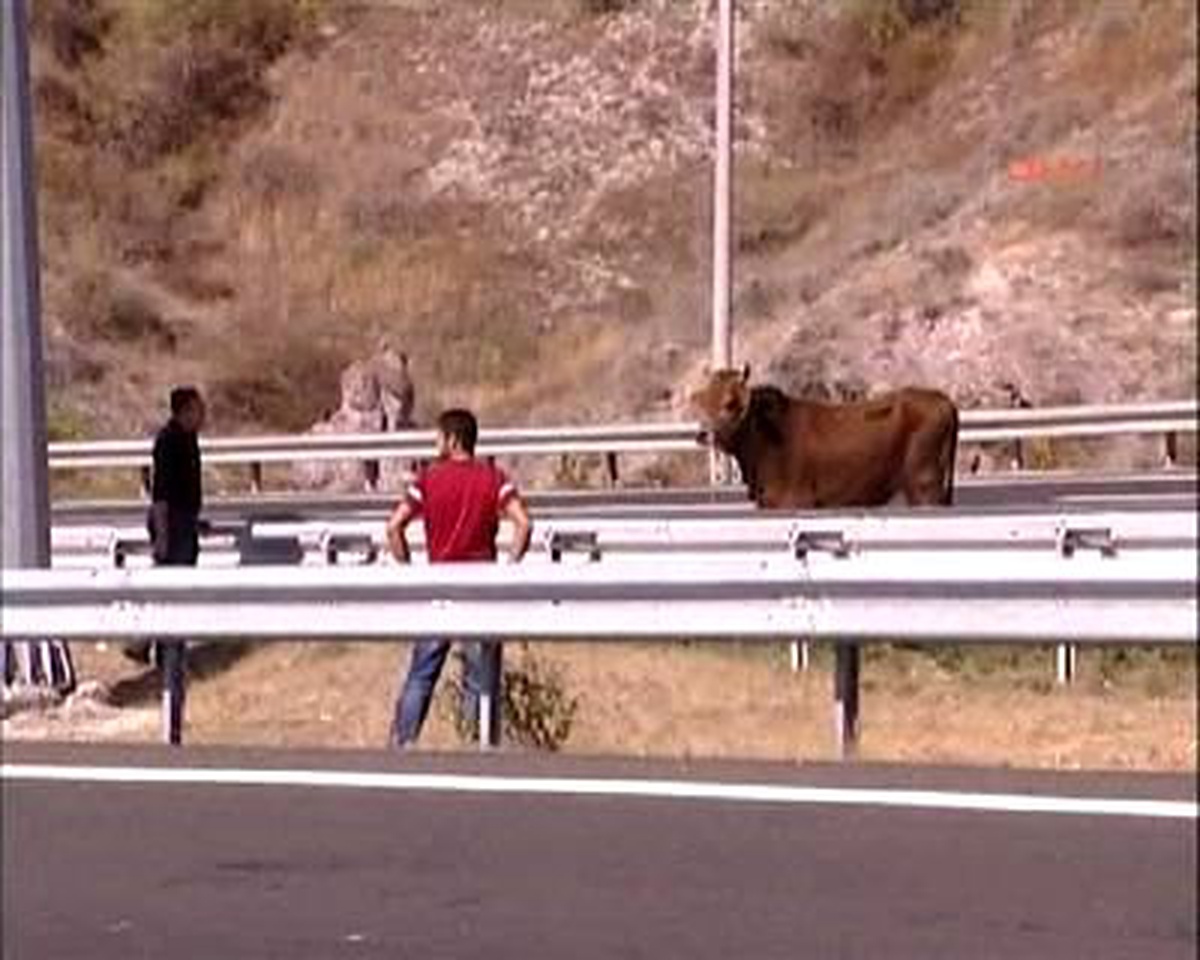 Kamyonetten Atlayan Kurbanlık Boğa, Trafiği Birbirine Kattı