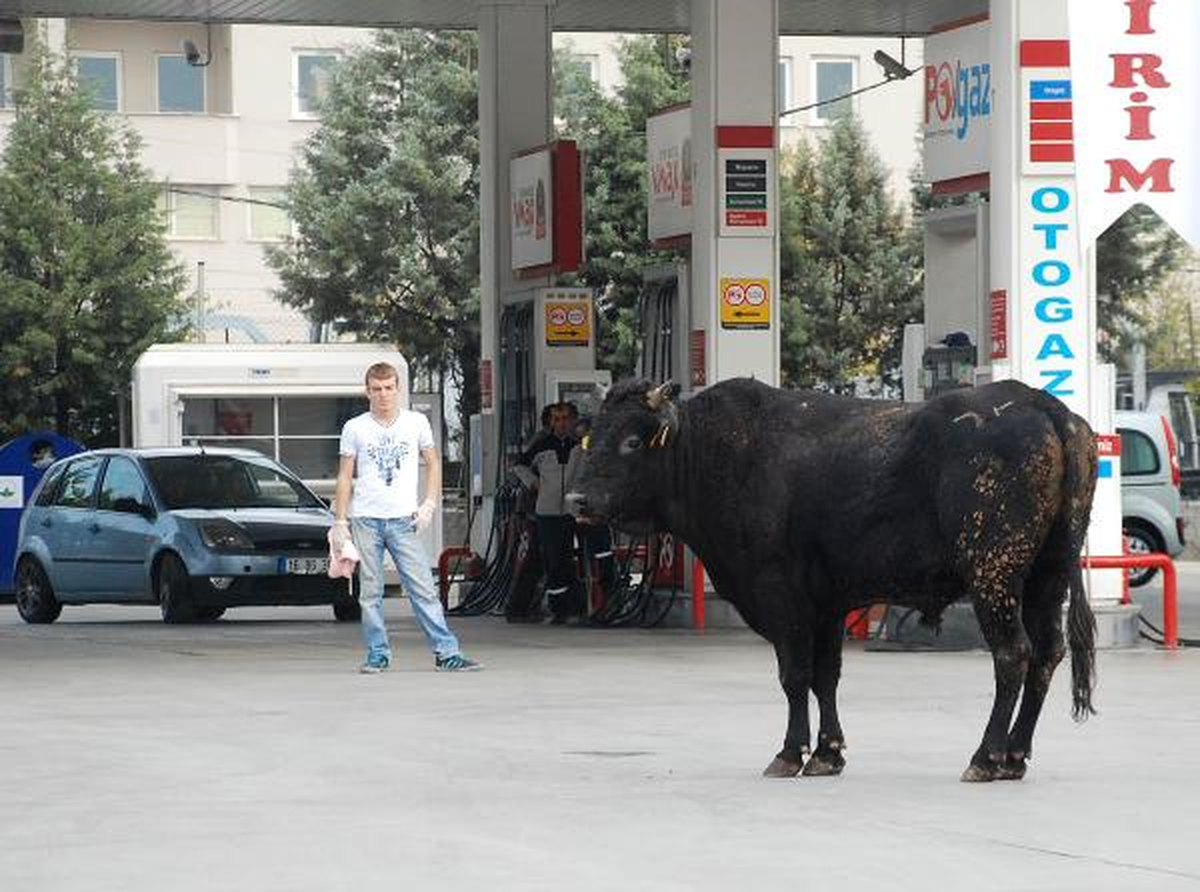 Boğa, Benzin İstasyonuna Daldı