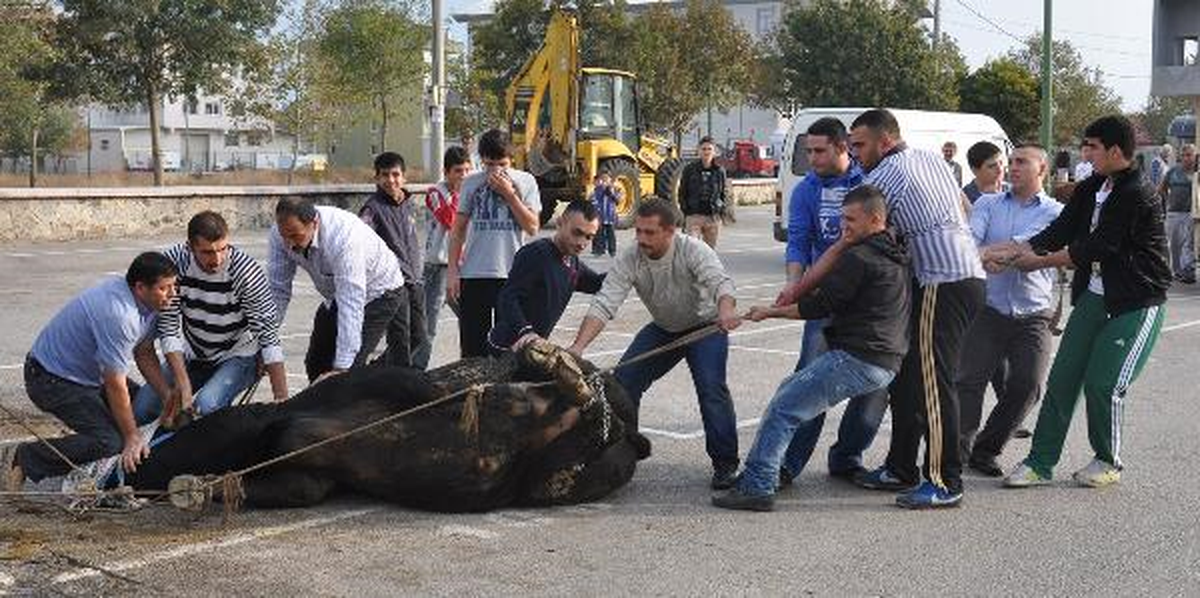 Kesim Alanında Çocuklar Korkudan Gözlerini Kapattı