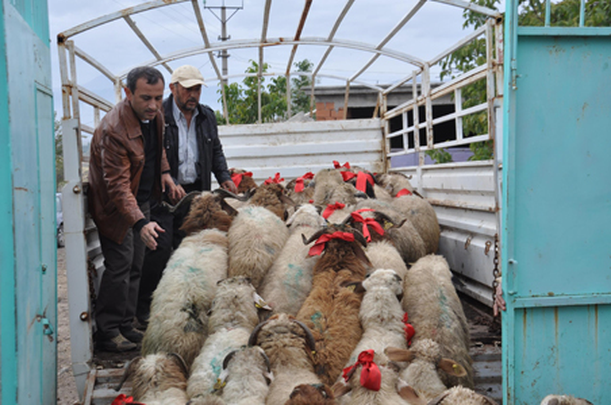 Kınalı Koçlarla Yetim ve Öksüzlerin Bayram Sevinci