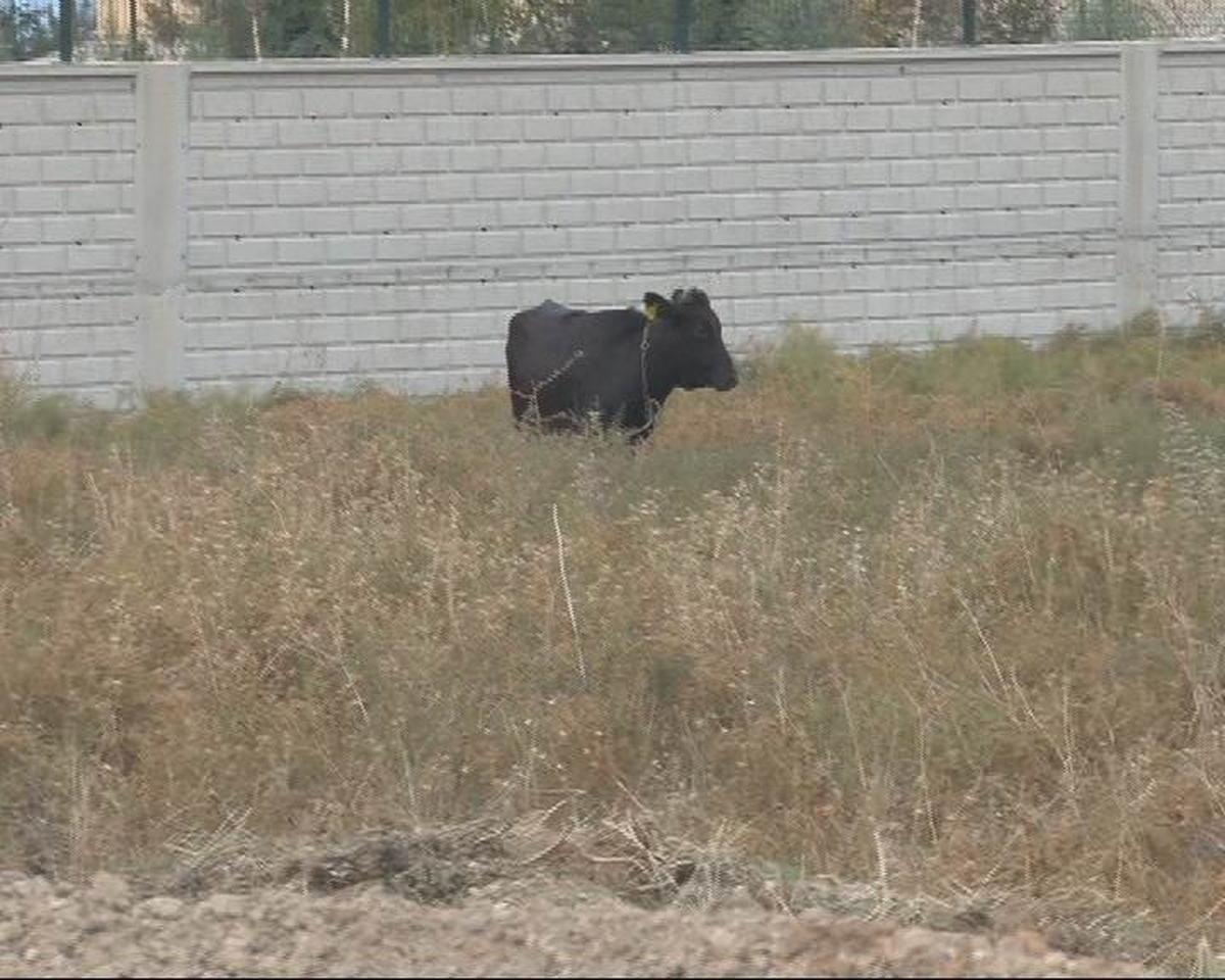 Konya\'da Düve Kovalamacası