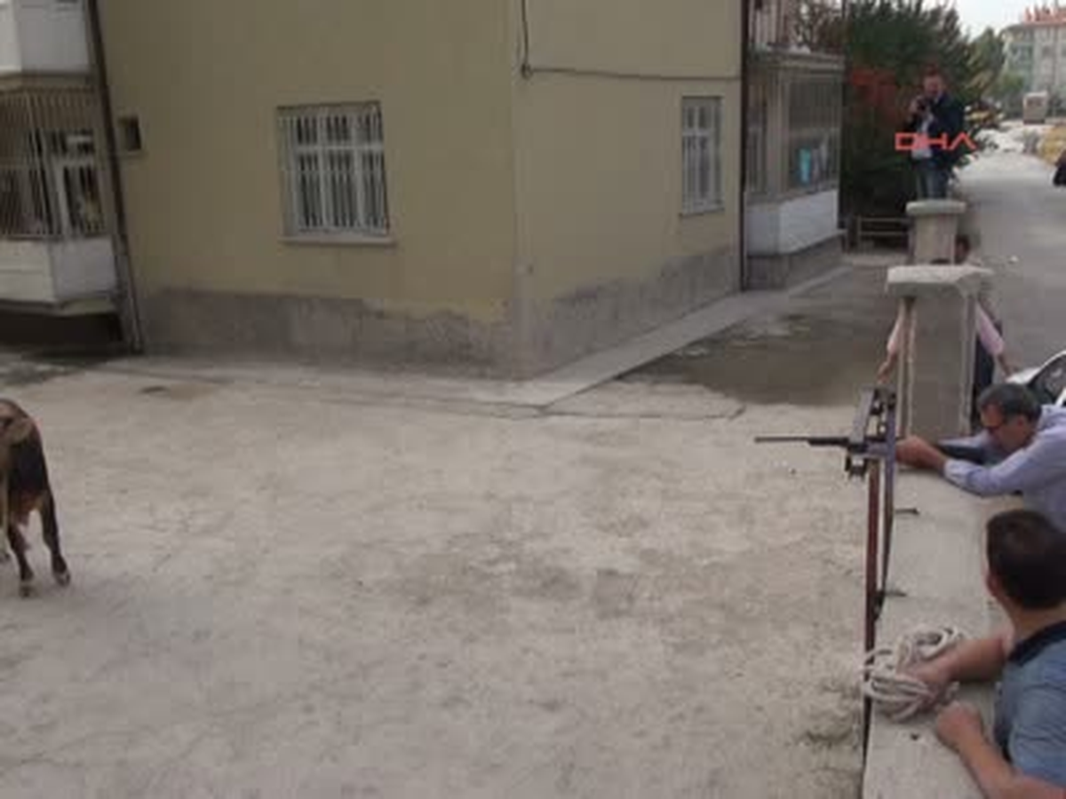 Konya Kaçan Boğa, Askeri Bölgede Yakalandı Kaçan Boğa, Askeri Bölgede Yakalandı