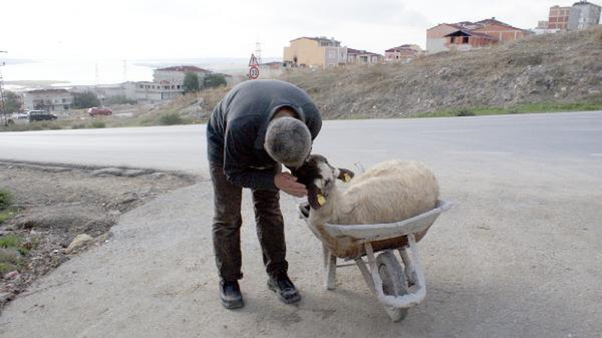 Kurbanını Kesime El Arabasıyla Götürdü, Öpüp Okşadı