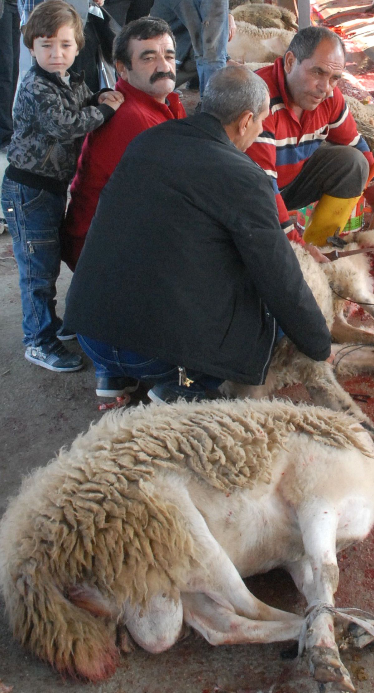 Kurbanlıklar Elde Kaldı