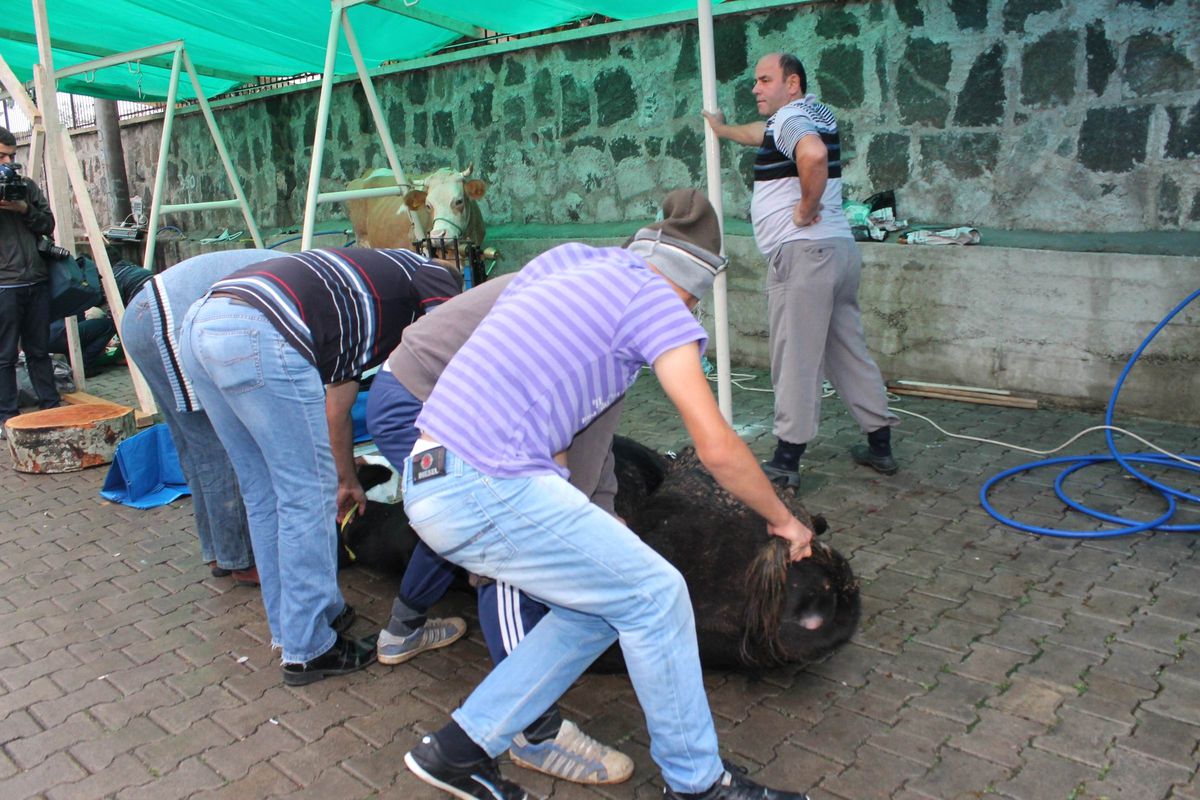 Ordu\'da Kurban Bayramı