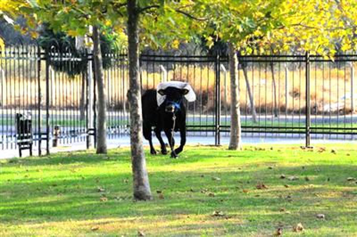 Sahiplerinin Elinden Kaçan Boğa Denize Atladı