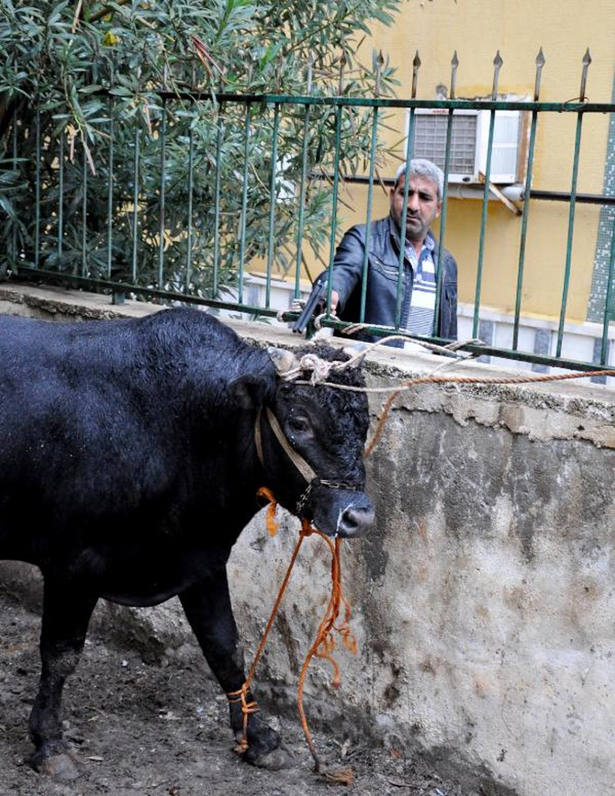 Şanlıurfa\'da Kızgın Boğalar Paniğe Neden Oldu