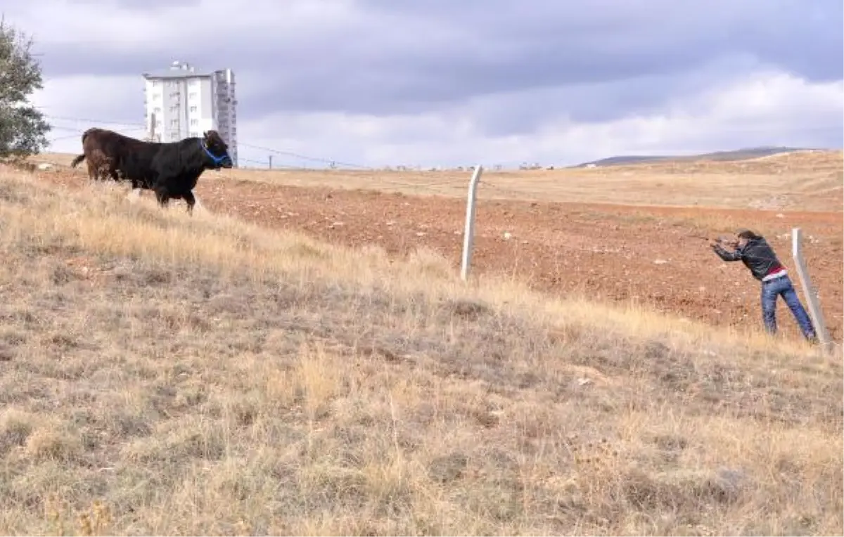 Sivas\'tan Kurban Manzaraları (2)