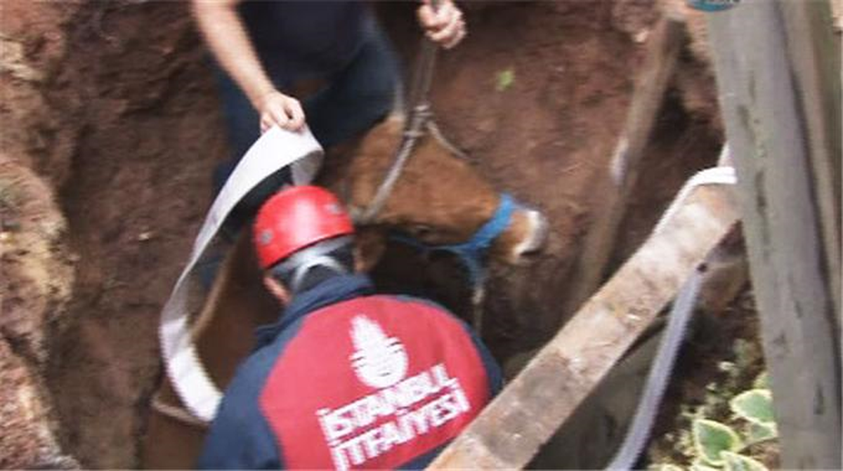 Su Kuyusuna Düşen Boğayı İtfaiye Kurtardı