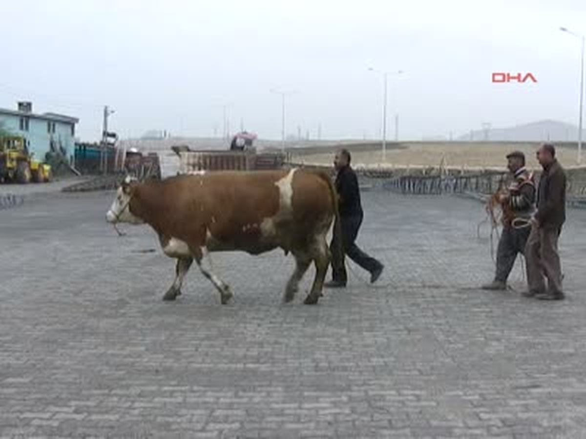 Van ve Hakkari\'de Kurban Manzaraları