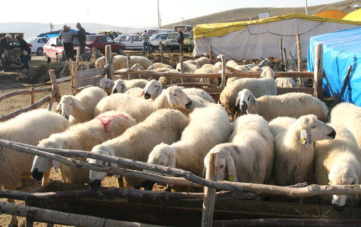 Yozgat\'ta Kurban Bayramı