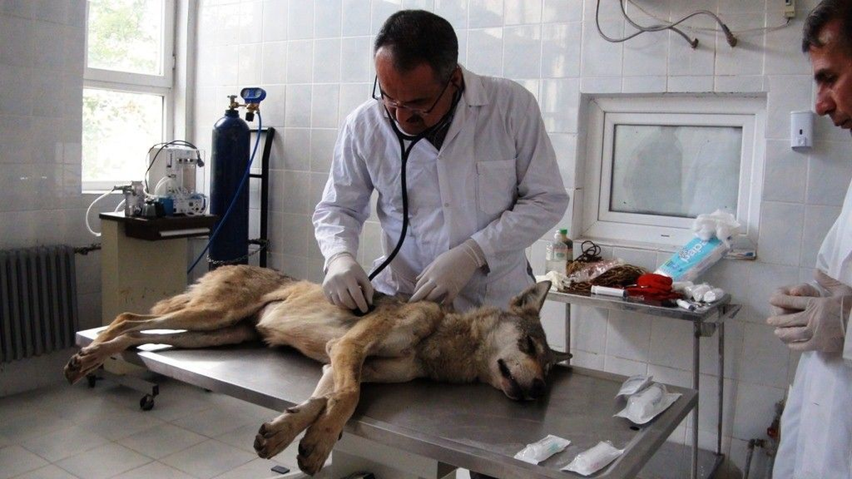 Kaçak Avlananlar Ceza